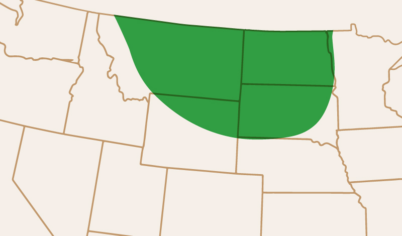 meridian_seeds_greenpea_Daytona_adaptation_map