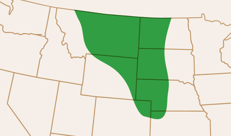 meridian_seeds_yellowpea_ACEarlystar_adaptation_map