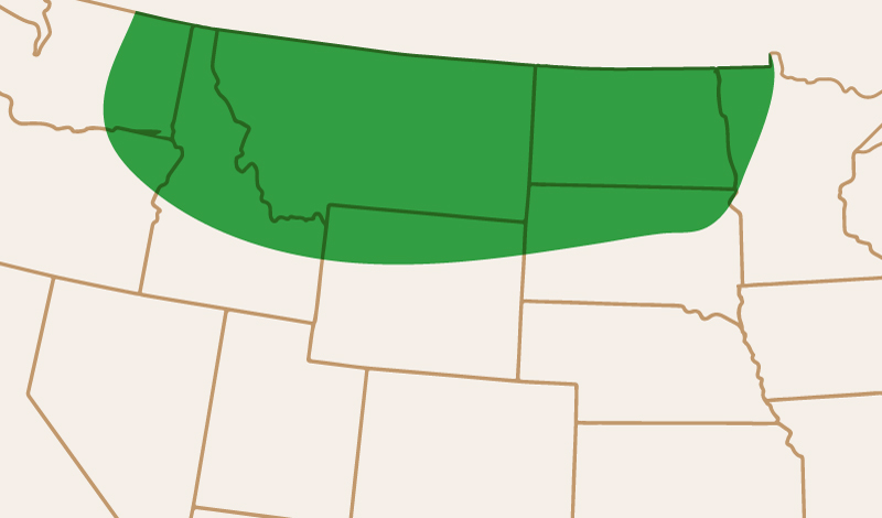 meridian_seeds_yellowpea_CDCAmarillo_adaptation_map