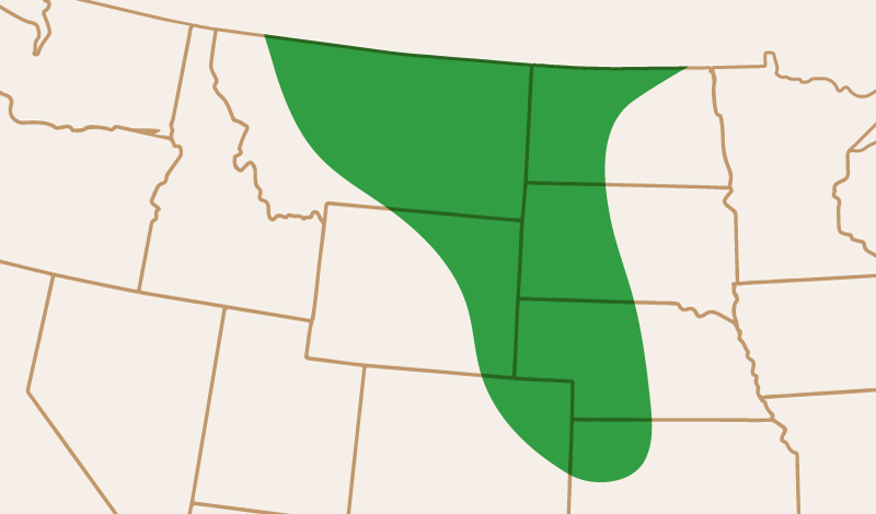 meridian_seeds_yellowpea_CDCSaffron_adaptation_map