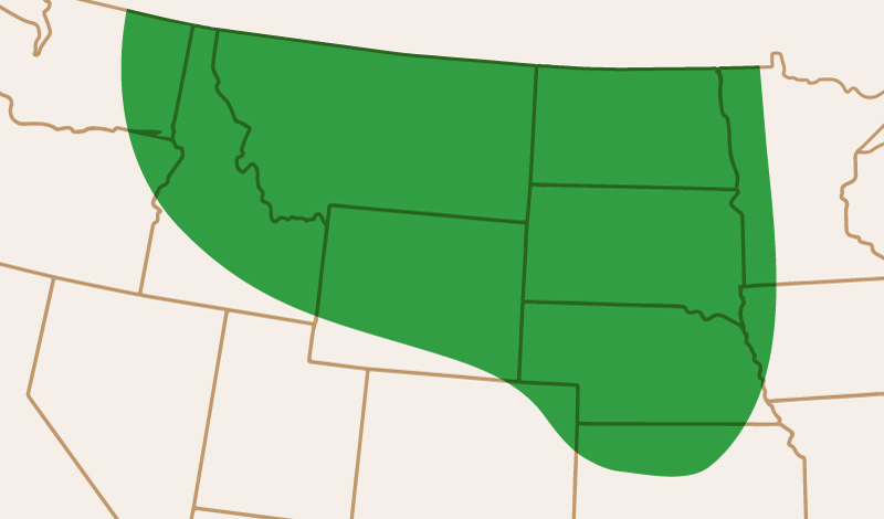 meridian_seeds_yellowpea_Jetset_adaptation_map