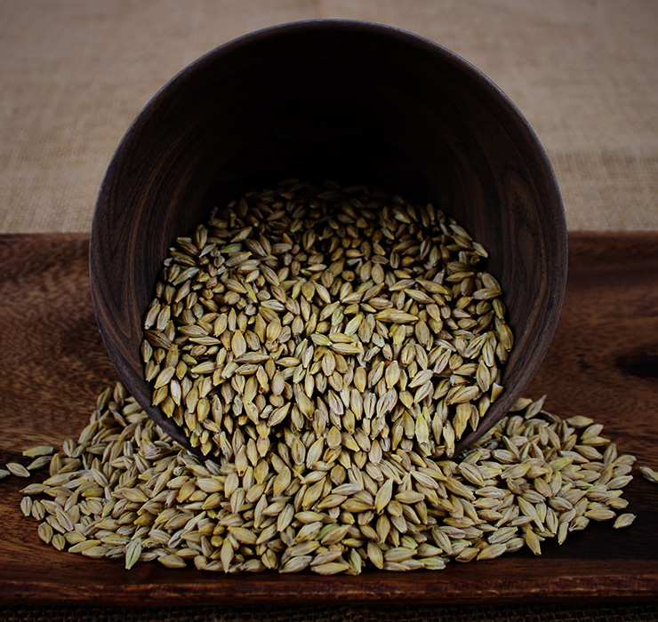 Barley seed for sale