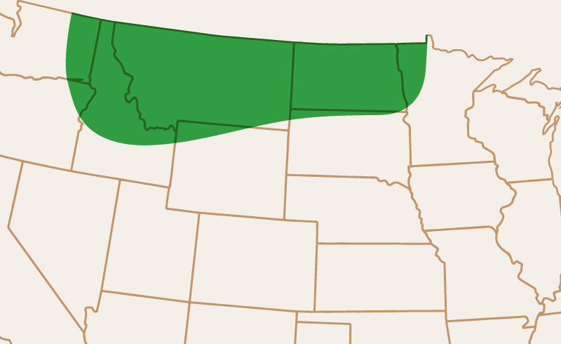 Area of Adaptation AC Agassiz