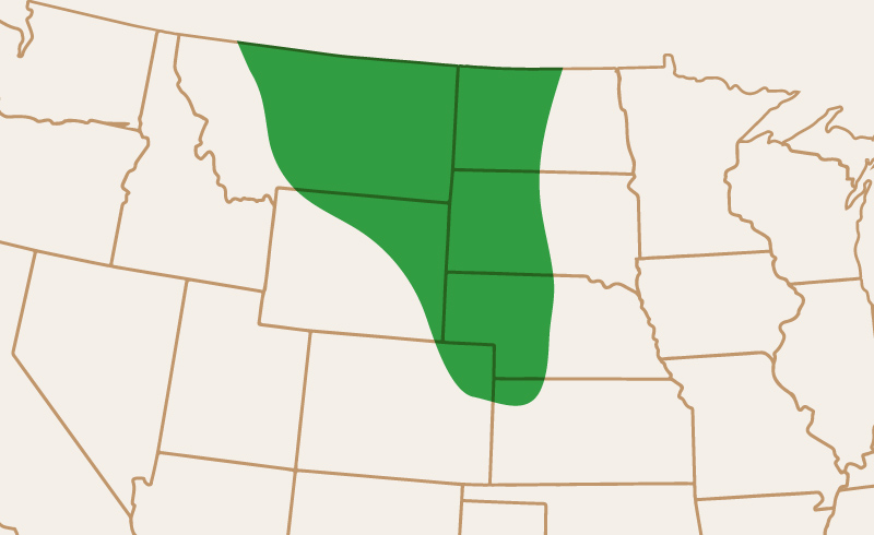 Area of Adaptation AC Earlystar
