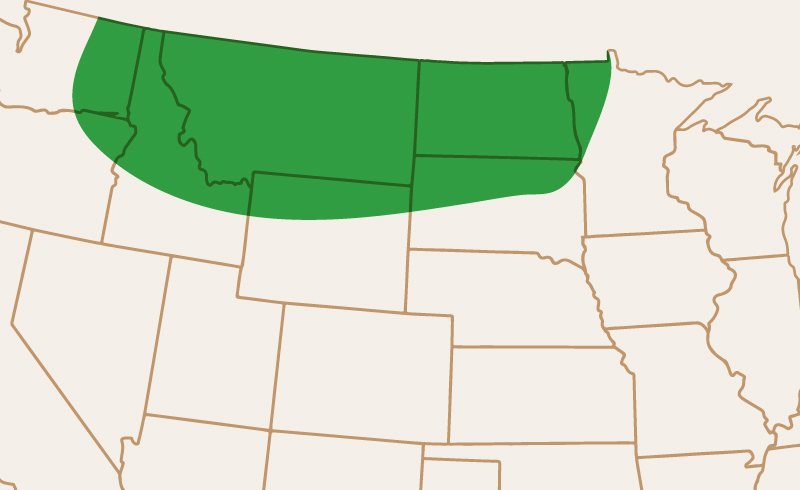 Area of Adaptation CDC Amarillo