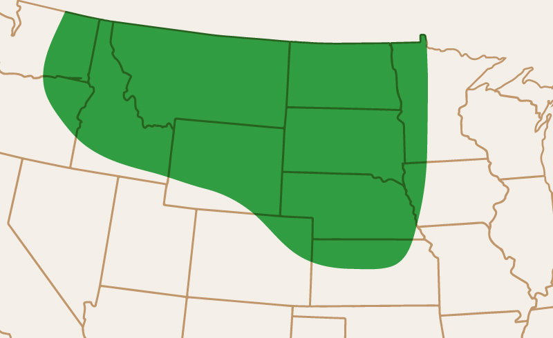 Area of Adaptation CDC Inca