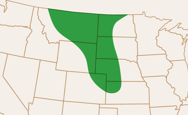Area of Adaptation CDC Saffron