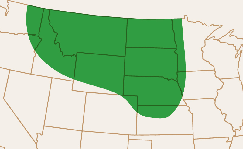 Area of Adaptation Jetset