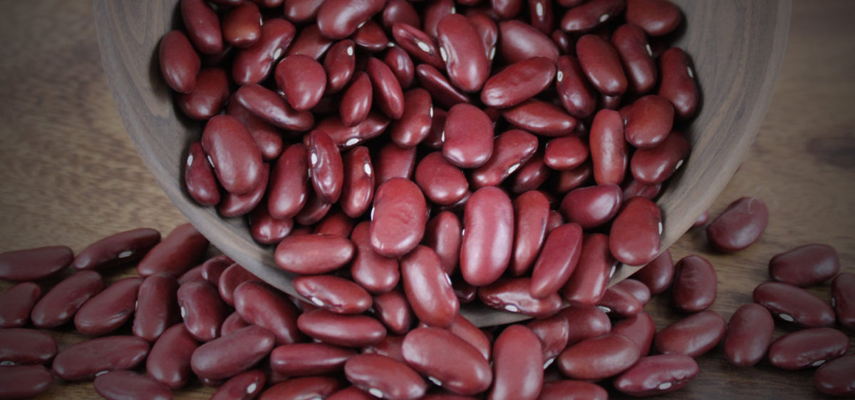 Dark red kidney bean seeds for sale