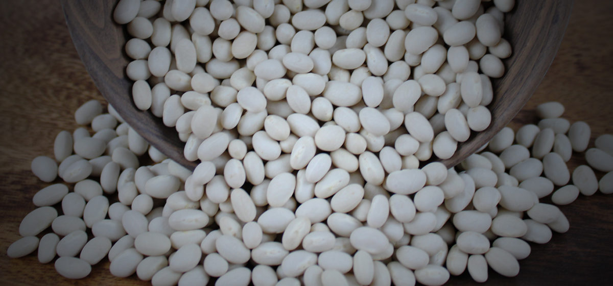 The best navy beans start with high quality seeds